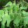 Adiantum peruvianum