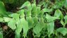 Adiantum peruvianum