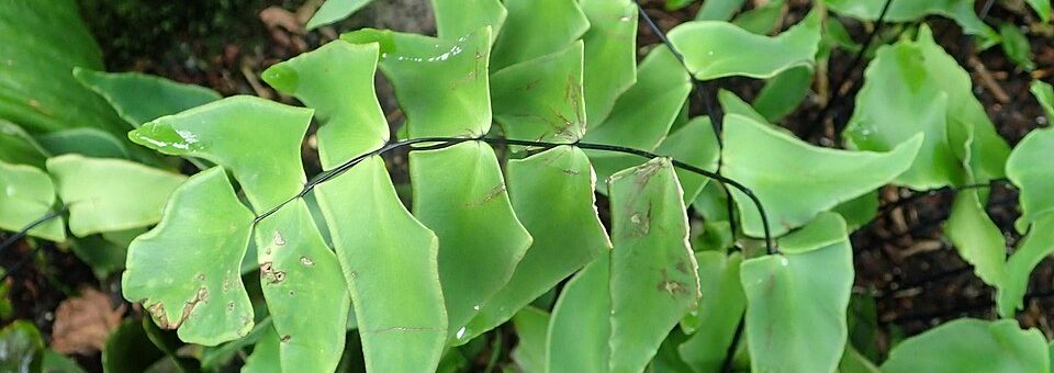 Adiantum peruvianum