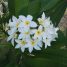 Plumeria obtusa