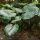 Alocasia odora