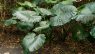 Alocasia odora