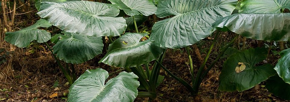 Alocasia odora