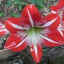 Hippeastrum vittatum
