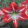 Hippeastrum vittatum