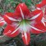 Hippeastrum vittatum
