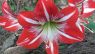 Hippeastrum vittatum