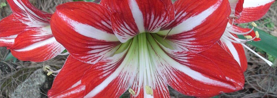 Hippeastrum vittatum