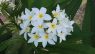 Plumeria obtusa