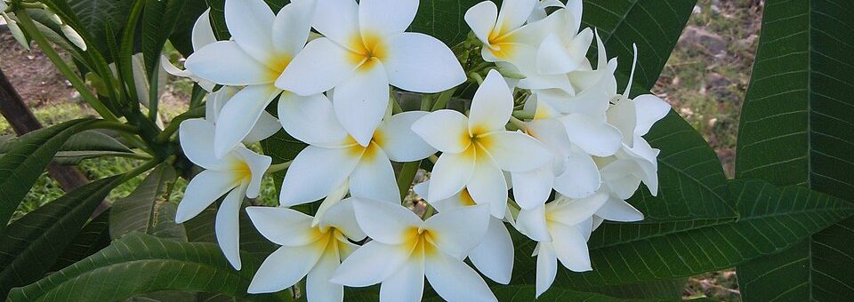 Plumeria obtusa