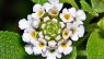 Lantana involucrata