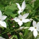 Jasminum officinale