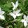 Jasminum officinale