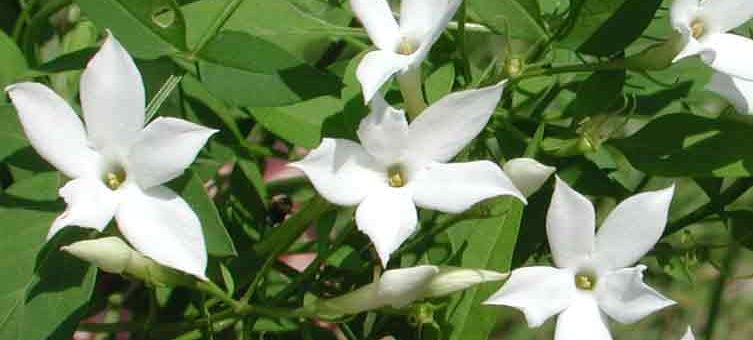 Jasminum officinale
