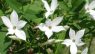 Jasminum officinale
