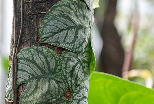 Monstera dubia
