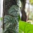 Monstera dubia