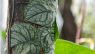Monstera dubia