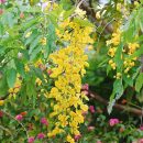 Cassia leiandra