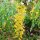 Cassia leiandra
