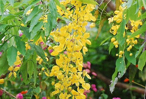 Cassia leiandra