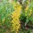 Cassia leiandra