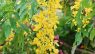 Cassia leiandra