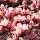 Magnolia × soulangeana