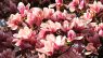 Magnolia × soulangeana