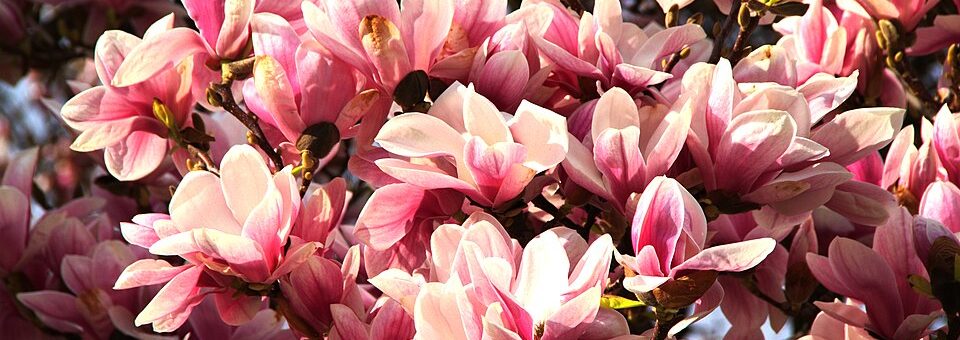 Magnolia × soulangeana