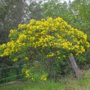 Senna pendula