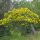 Senna pendula