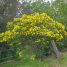 Senna pendula