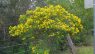 Senna pendula