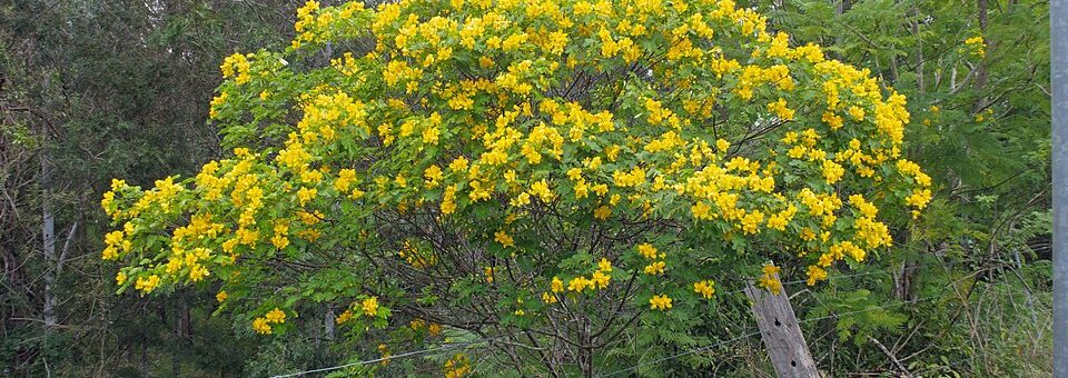 Senna pendula