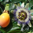 Passiflora caerulea