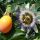 Passiflora caerulea