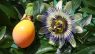 Passiflora caerulea