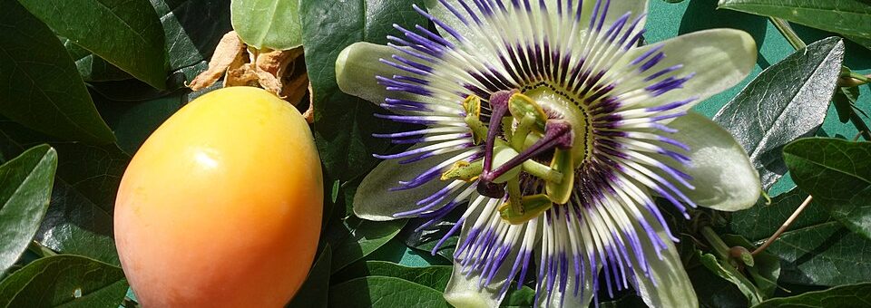 Passiflora caerulea