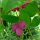 Syzygium smithii