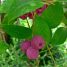 Syzygium smithii