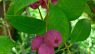 Syzygium smithii