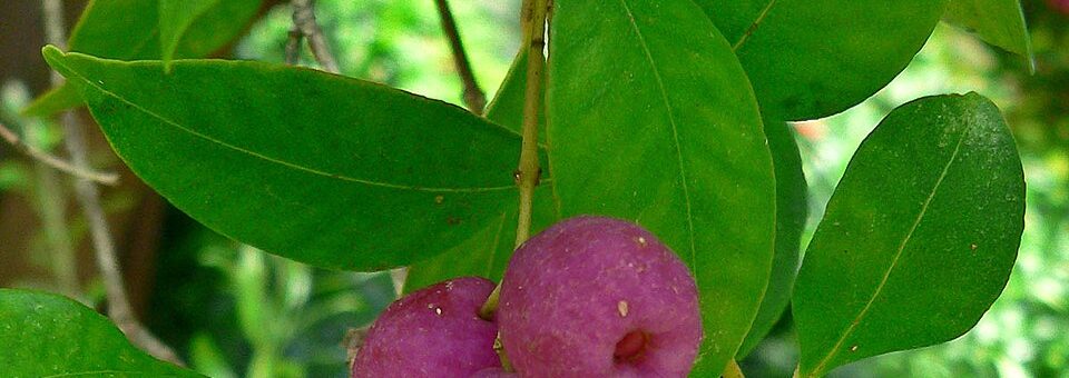 Syzygium smithii