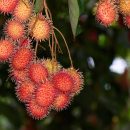 Nephelium lappaceum