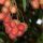Nephelium lappaceum