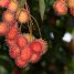 Nephelium lappaceum
