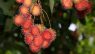 Nephelium lappaceum