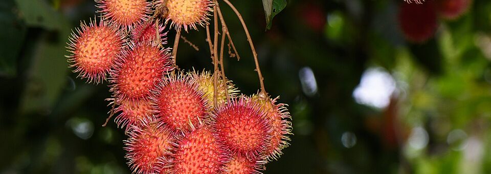 Nephelium lappaceum
