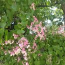 Antigonon guatimalense
