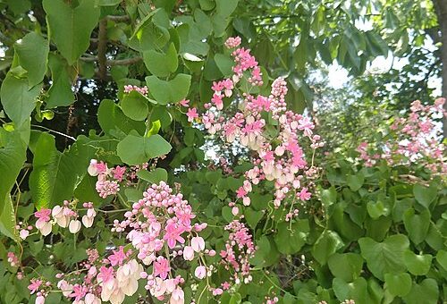 Antigonon guatimalense